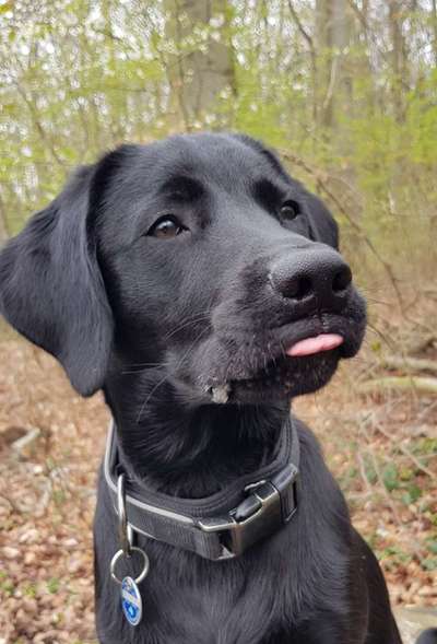 Zeigt eure verrücktesten Hundebilder-Beitrag-Bild