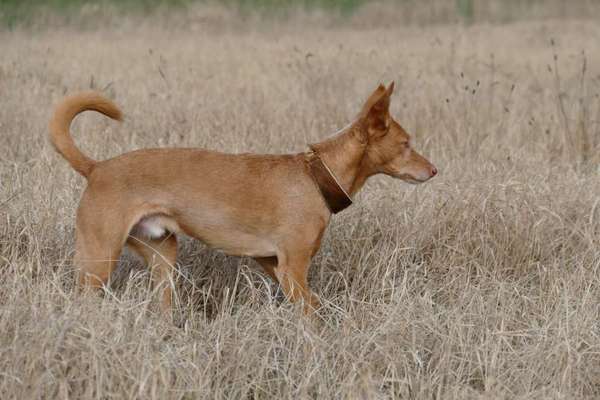 Fotosammlung: ,,Der natürliche Hund" Unbearbeitet, ungestellt und in Natura-Beitrag-Bild
