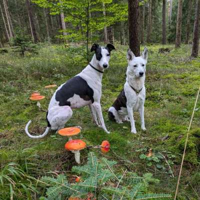 Hundetreffen-Spaziergang in netter Gesellschaft-Bild
