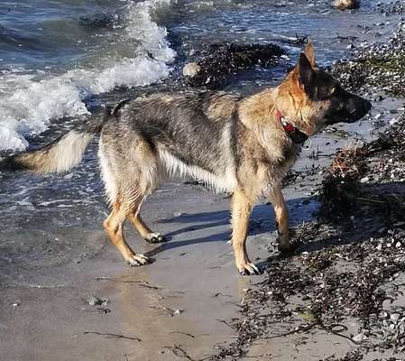 Hundetreffen-Junghundetreffen, Spiel - Gassirunde-Bild