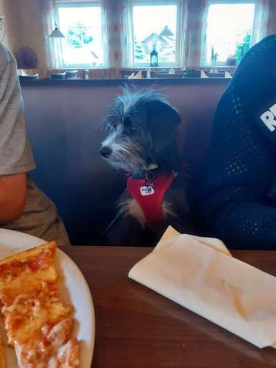 Mischlingshunde Foto Aufruf-Beitrag-Bild