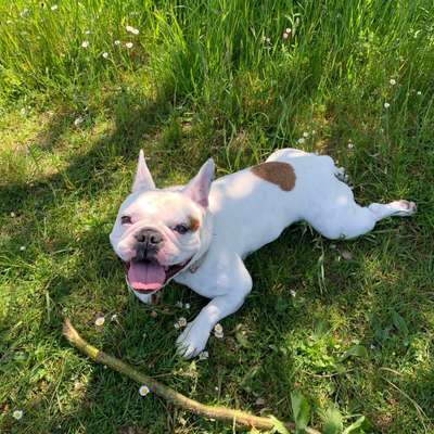 Hundetreffen-Hundefreunde zur Gassi- und Spielrunde gesucht-Bild