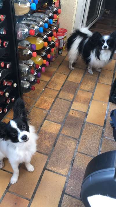 Wo sind die Papillon Besitzer?-Beitrag-Bild