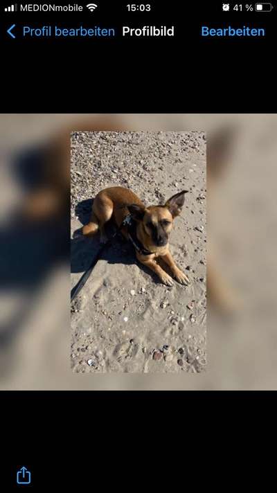 Malinois-Beitrag-Bild