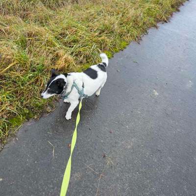 Hundetreffen-Gemeinsame Spaziergänge-Bild