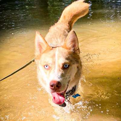 Nordische Hunde-Beitrag-Bild