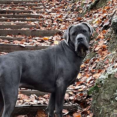 Hundetreffen-Junghunde treffen in Wuppertal 42113-Bild