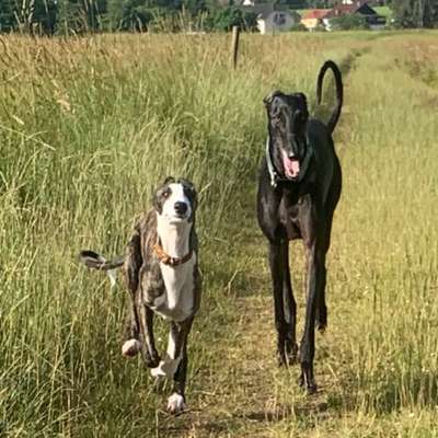 Hundetreffen-Wawern