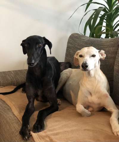 Windhunde - Treffen der besonderen Schönheiten
HERZLICH WILLKOMMEN-Beitrag-Bild