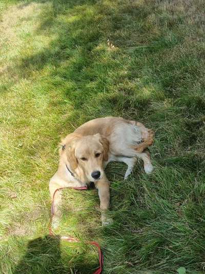 Golden Retriever-Beitrag-Bild