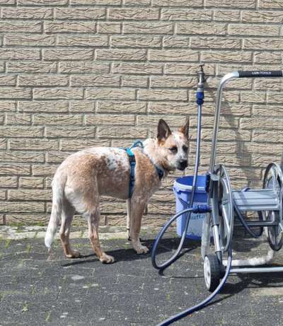 Australian Cattle Dogs-Beitrag-Bild