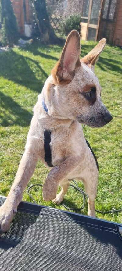 Australian Cattle Dogs-Beitrag-Bild