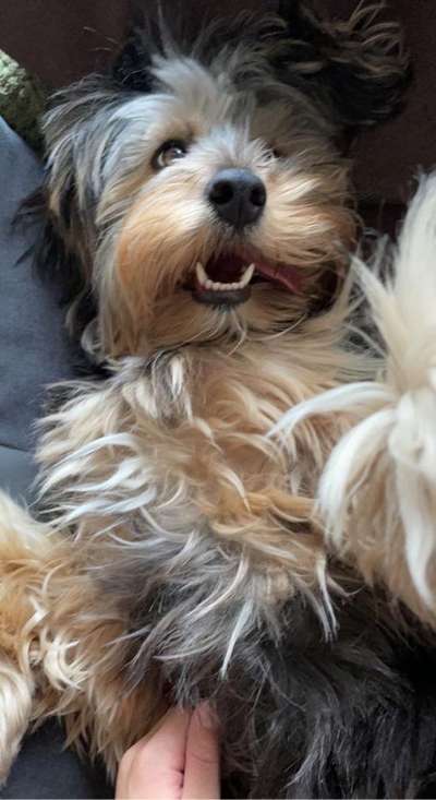 Foto's und Hundemodels-Beitrag-Bild