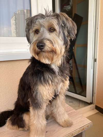 Foto's und Hundemodels-Beitrag-Bild