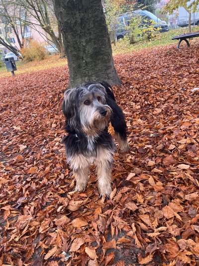 Foto's und Hundemodels-Beitrag-Bild