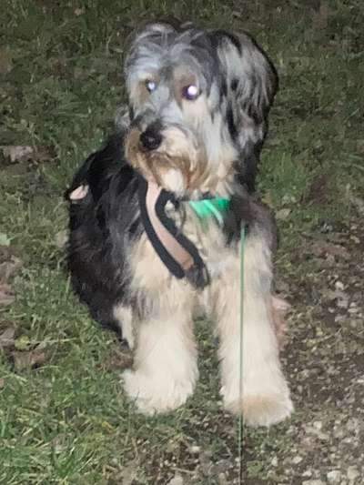 Mischlingshunde Foto Aufruf-Beitrag-Bild