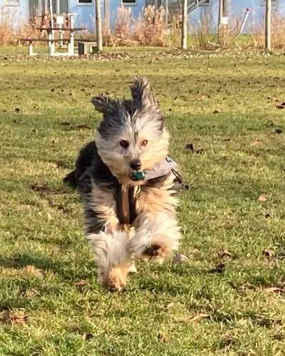 Foto's und Hundemodels-Beitrag-Bild