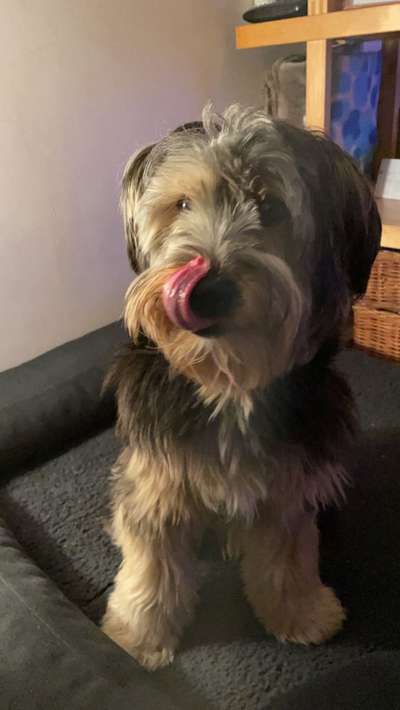 Fotochallenge Nr. 59 - Mein Hund zeigt die Zunge-Beitrag-Bild