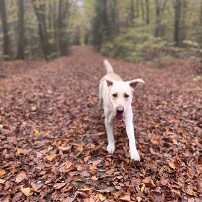 Hundetreffen-Gassi- & gerne auch Trainingsrunden-Bild