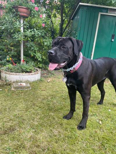 Hundetreffen-14 Monate alte Cane Corso Hündin sucht Freund zum trainieren und spielen!-Bild