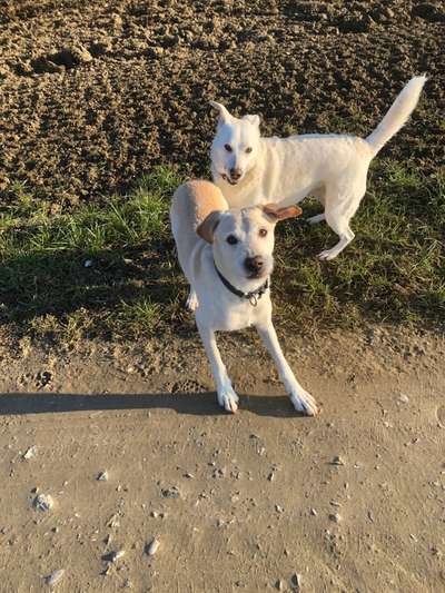 Podencomischling oder Podenco-Beitrag-Bild