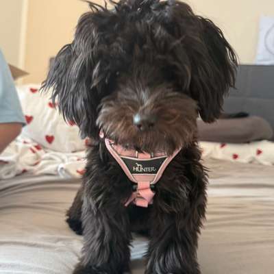 Hundetreffen-Hundefreunde gesucht-Bild