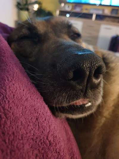 Fotochallenge Nr. 59 - Mein Hund zeigt die Zunge-Beitrag-Bild