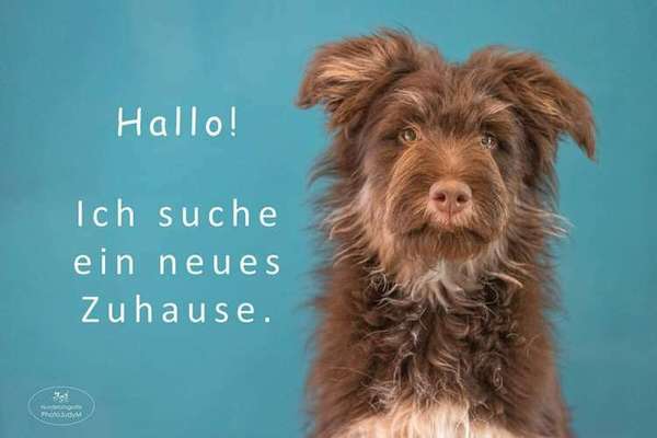 Tierschutzhunde suchen ein Zuhause-Beitrag-Bild