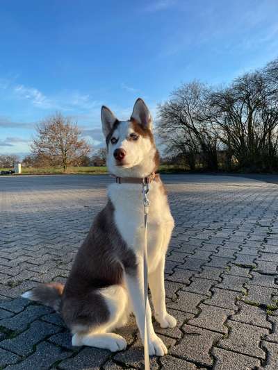 Husky-Beitrag-Bild