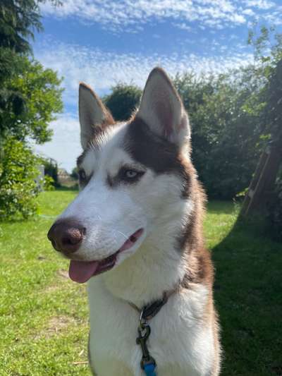 Husky-Beitrag-Bild