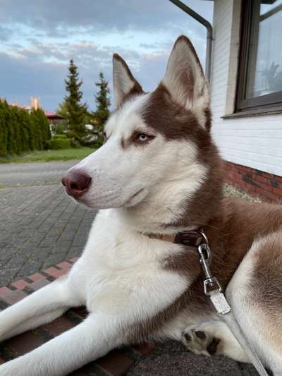 Husky-Beitrag-Bild