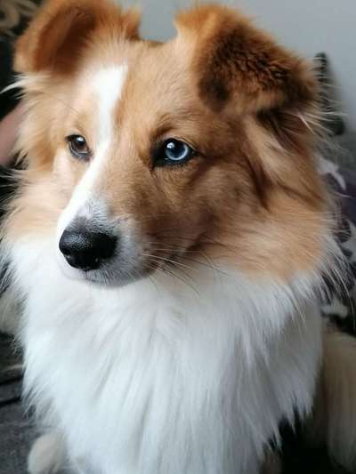 Shelties-Beitrag-Bild