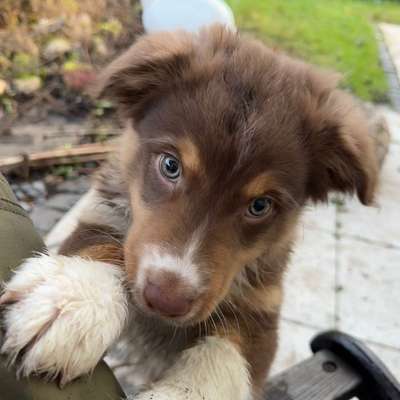 Hundetreffen-Welpe sucht Freunde zum Auspowern-Bild