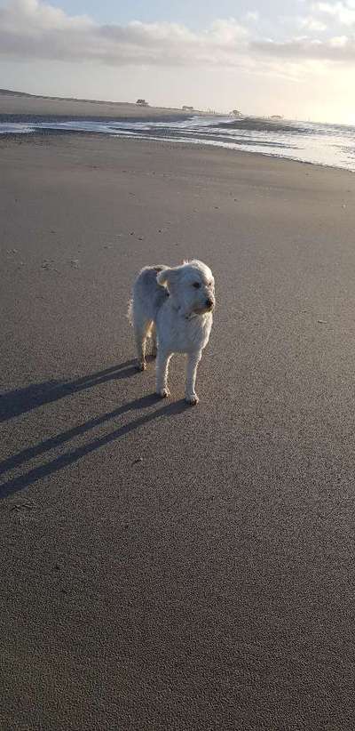 Dogorama-Monats-Challenge-Mai "Wasser"-Beitrag-Bild