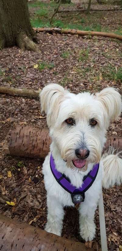 Gos d'Atura Català (Katalanischer Schäferhund)-Beitrag-Bild