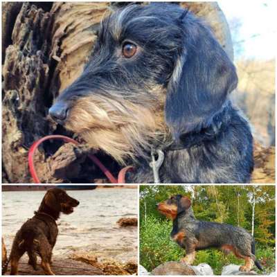 31. Collagen Challenge - Bänke/ Steine /Baumstümpfe-Beitrag-Bild