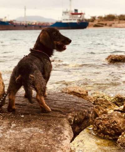 Fotochallenge NR. 123     -Karneval der Tiere--Beitrag-Bild