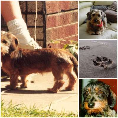 10. Collage-Challenge 
Hunde die Dich begleitet haben bzw. tun-Beitrag-Bild