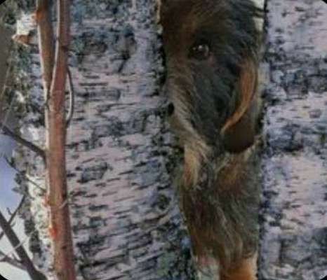 Dogorama Photo Challenge - Tarnung ist alles-Beitrag-Bild