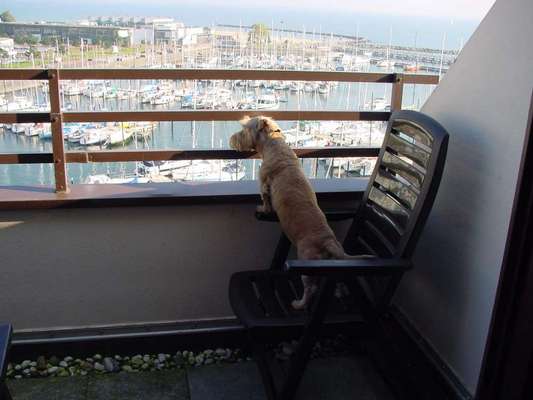 Dogorama Photo Challenge - Tierischer Urlaub-Beitrag-Bild