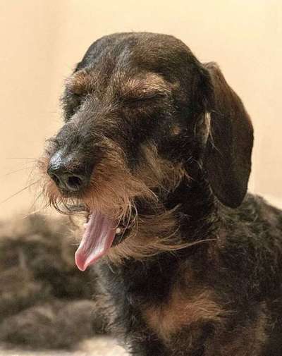 wo sind die Dackelfreunde-Beitrag-Bild