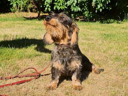 36. Handy Foto Challenge - Sonnenanbeter-Beitrag-Bild