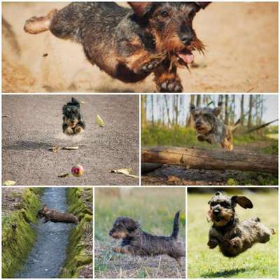 17. Collage Challenge / Springende Fellnasen-Beitrag-Bild