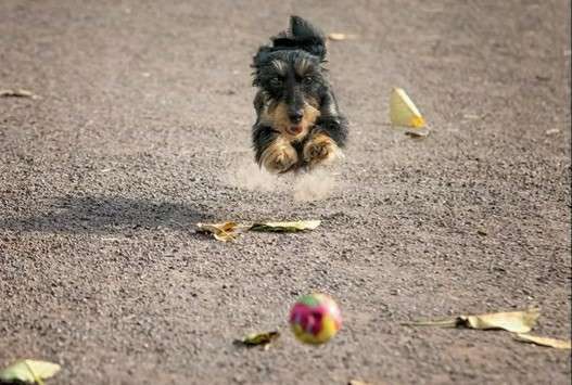 Dogorama Photo Challenge - Spielgesicht-Beitrag-Bild