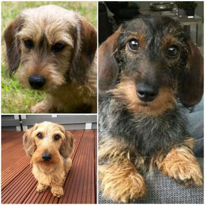 Hunde Porträt (Portrait) Galerie....-Beitrag-Bild