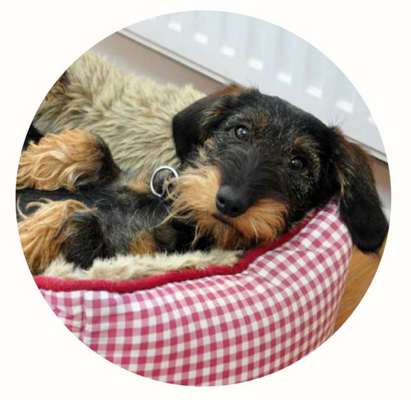 11. Farben Foto Challenge Rot-Beitrag-Bild