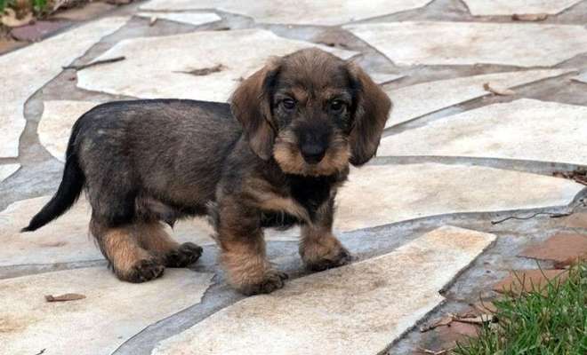 Welpen Bilder !-Beitrag-Bild