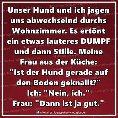 Hunde Memes-Beitrag-Bild