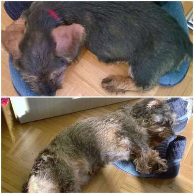 Fotosammlung: ,,Der natürliche Hund" Unbearbeitet, ungestellt und in Natura-Beitrag-Bild