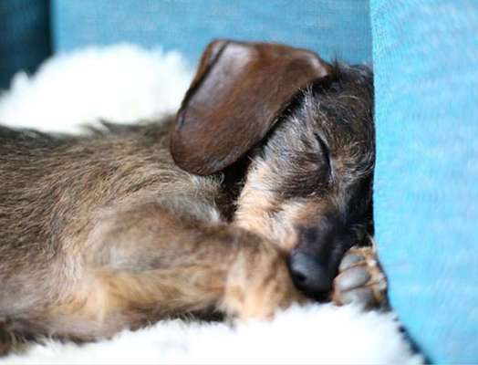 Dogorama Photo Challenge - Frühjahrsmüdigkeit-Beitrag-Bild